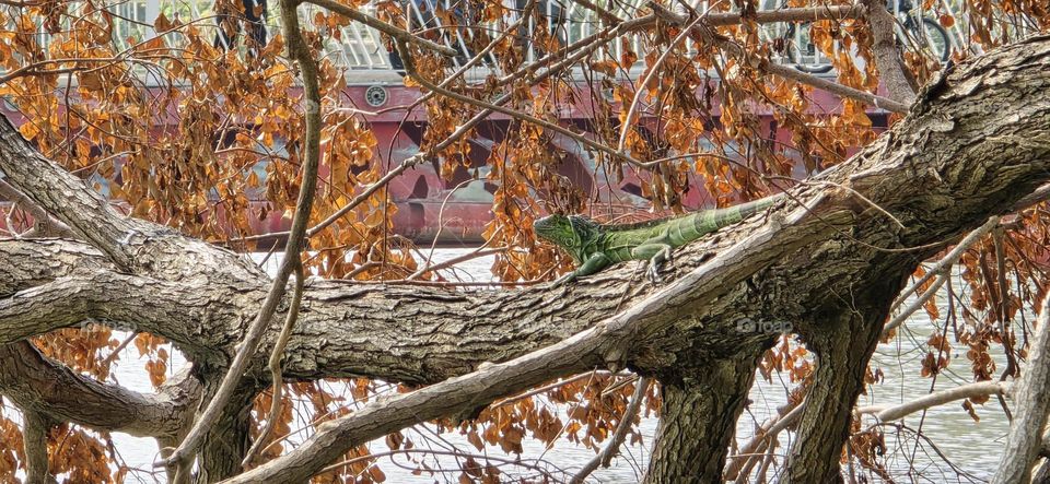 Standing on a fallen tree trunk, a lizard declares fall’s victory.