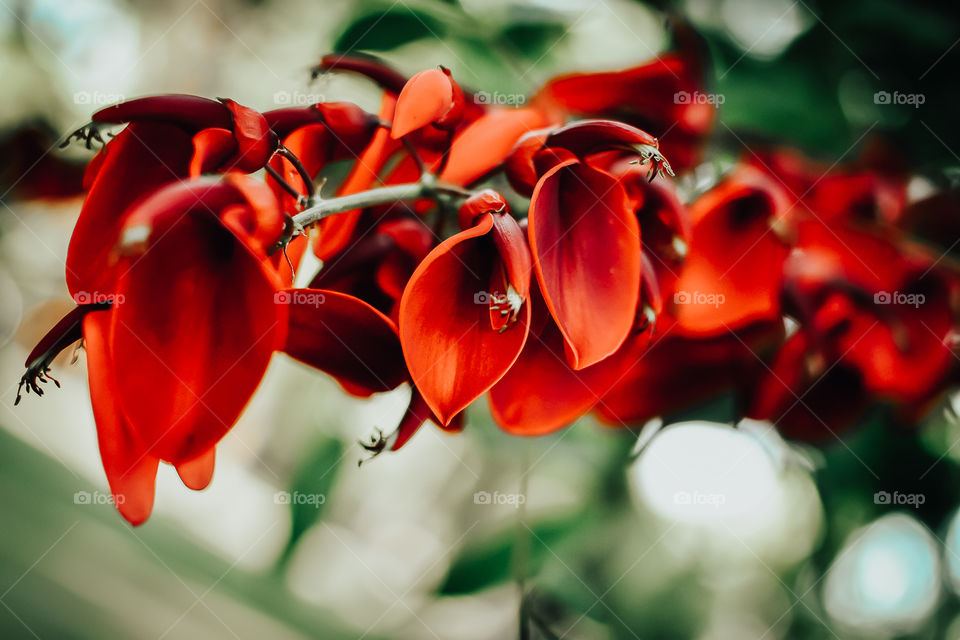 Red flowers .