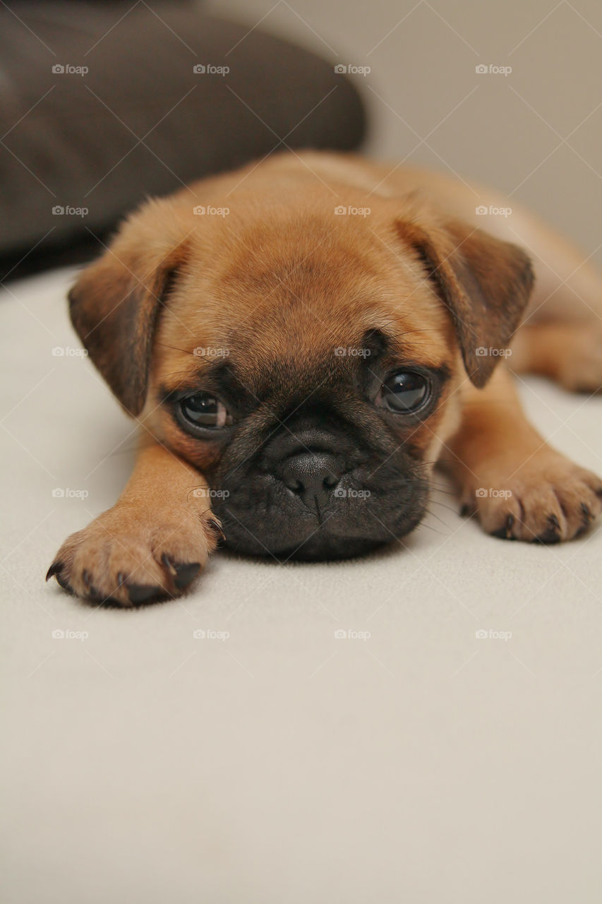 Cute puppy lying on bed