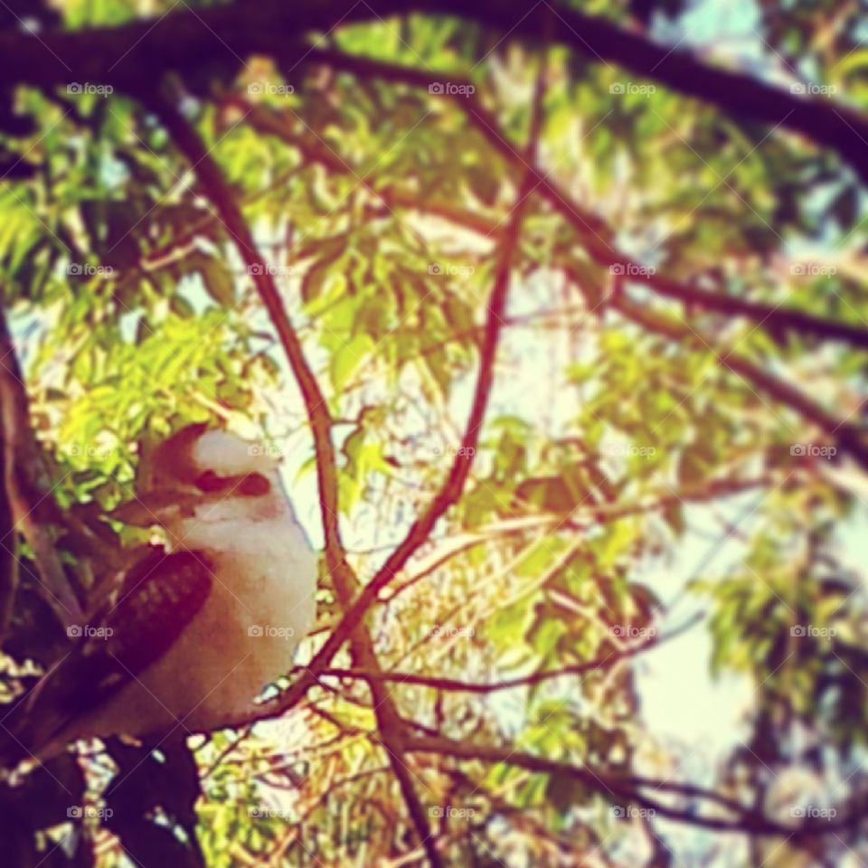 kookaburra on a tree