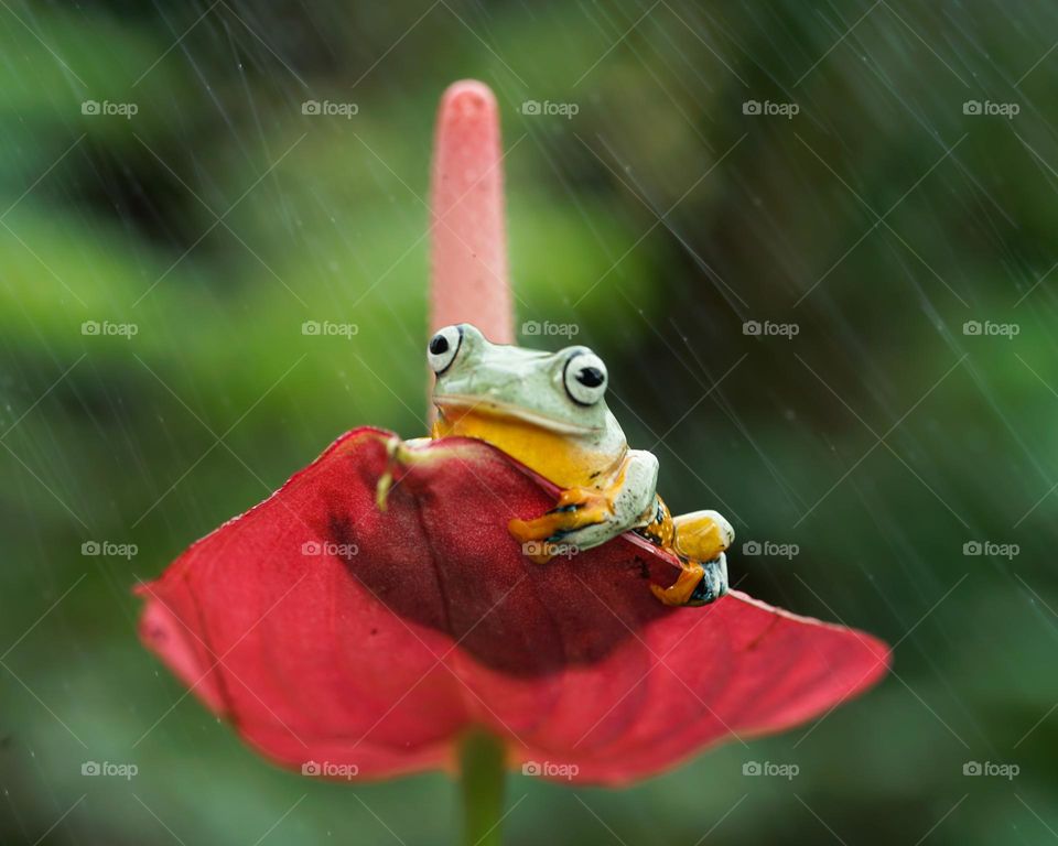 Green frog hang in to the flower