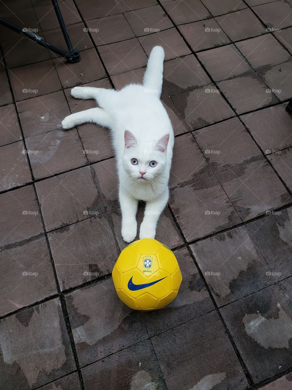 Brazilian kitty player