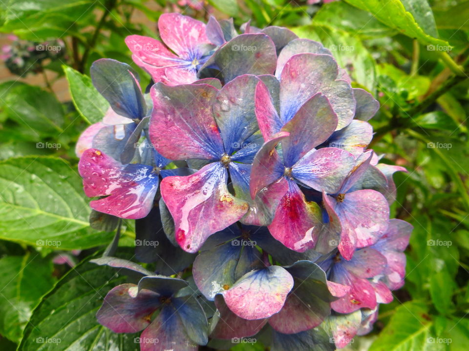 Mosaic mophead. Pompom, purple and blue