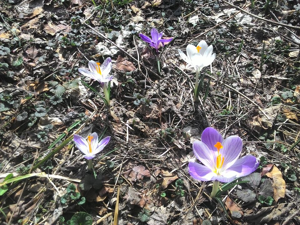 first flowers of spring