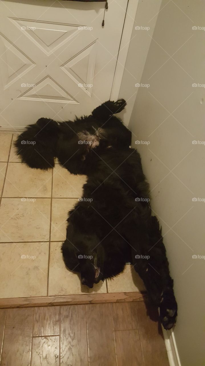 Dog, Canine, Mammal, One, People