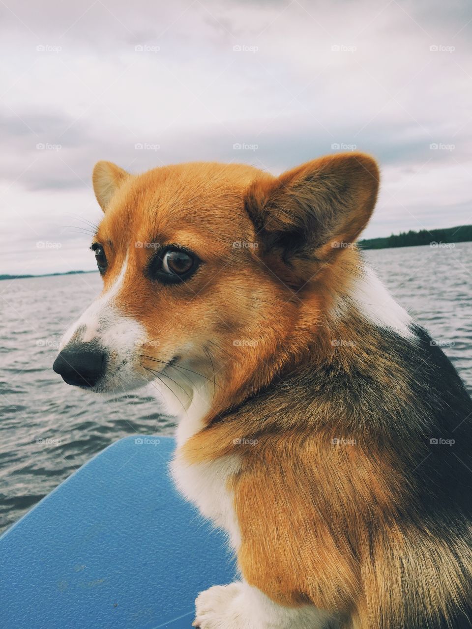 Corgi having a funny expression