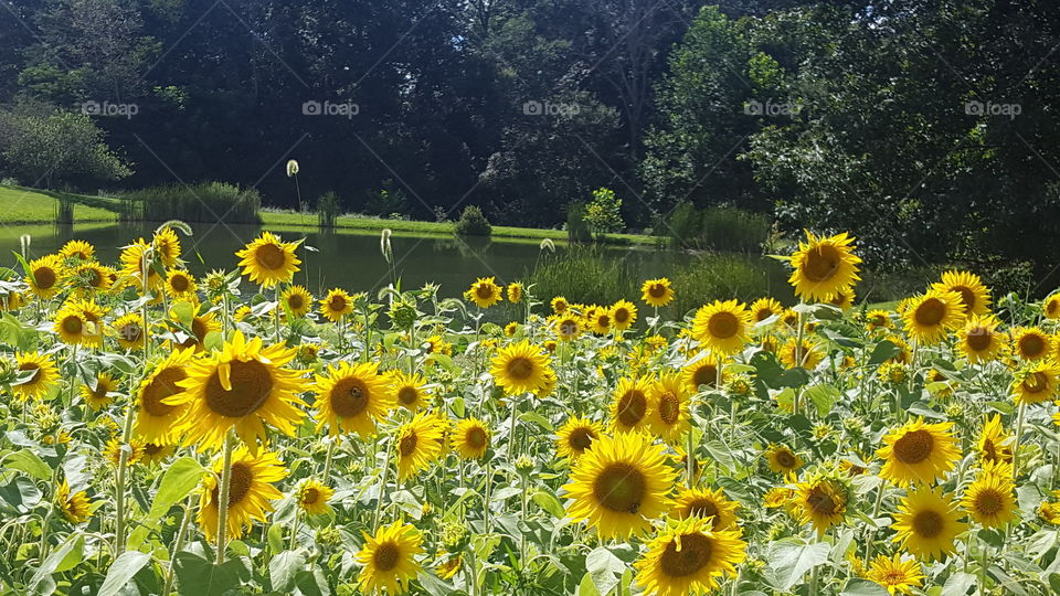 sunflower garden