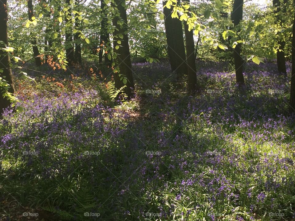 English bluebell woodland in spring 