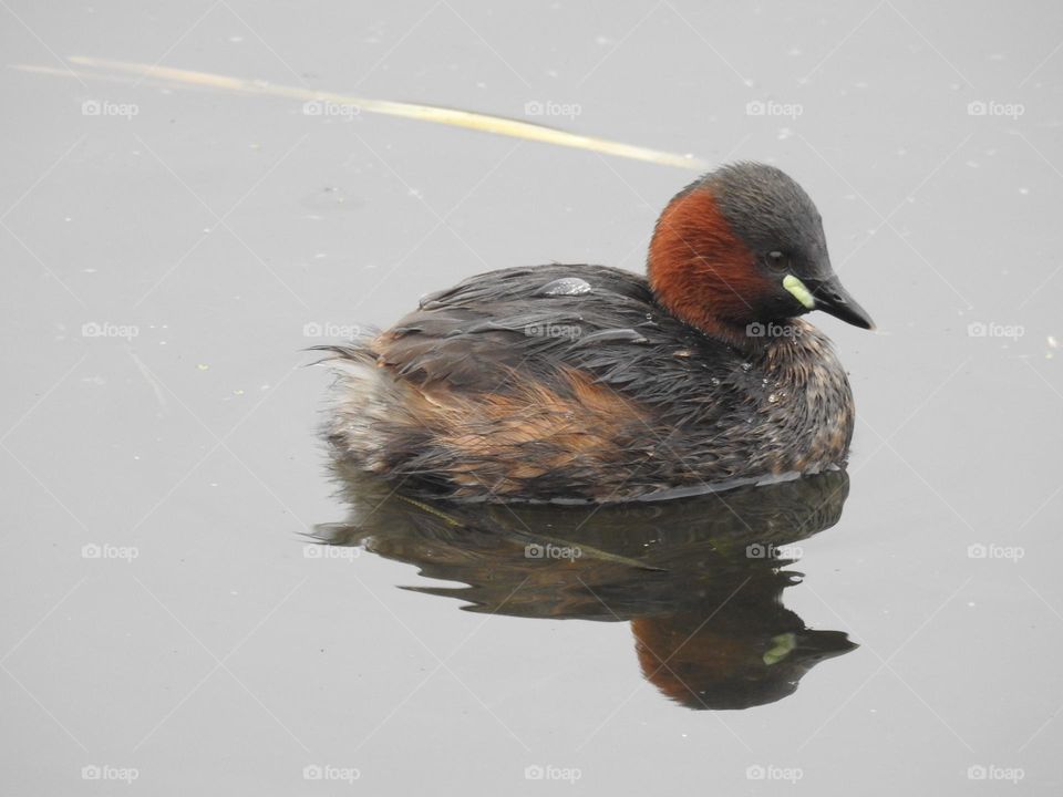 A little grebe in the water 