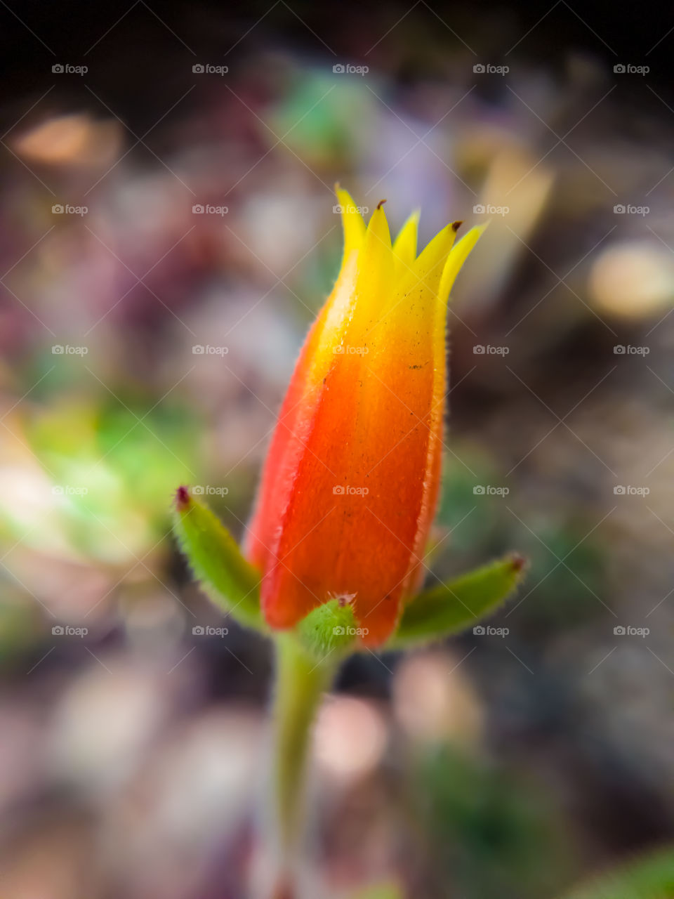 small succulent plant flower