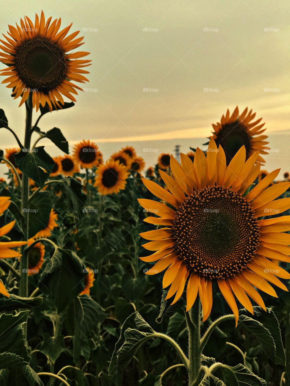 Sunflowers ..