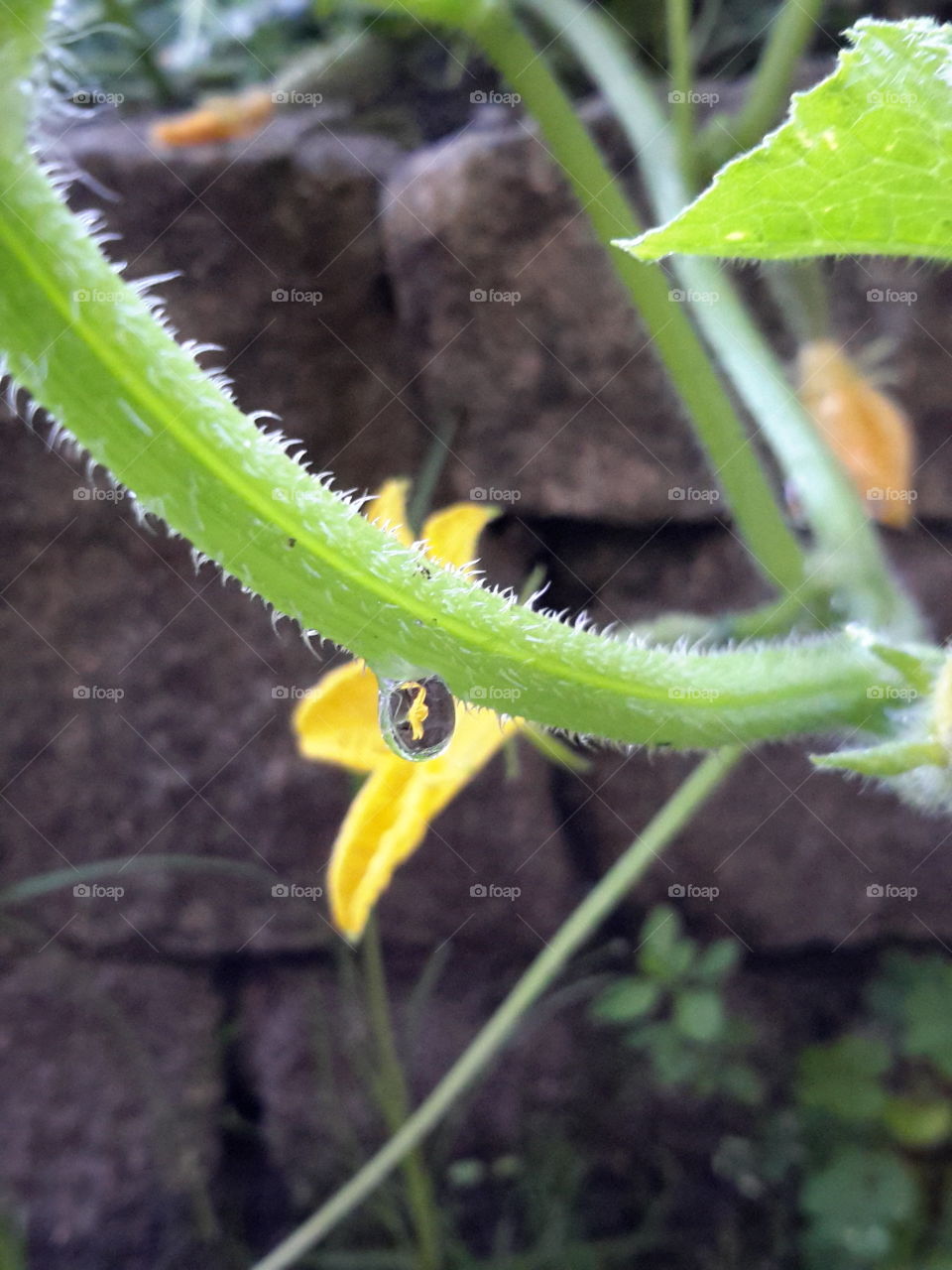 Cucumber flower in a drop of rain