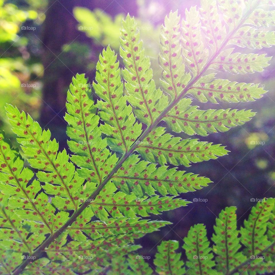 Fern close up. Macro shot of a fern leaf