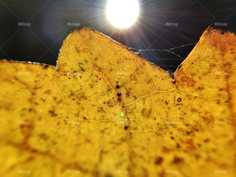 The morning sun tips this fallen leaf adding warmth to a chilly morning here in Tennessee.