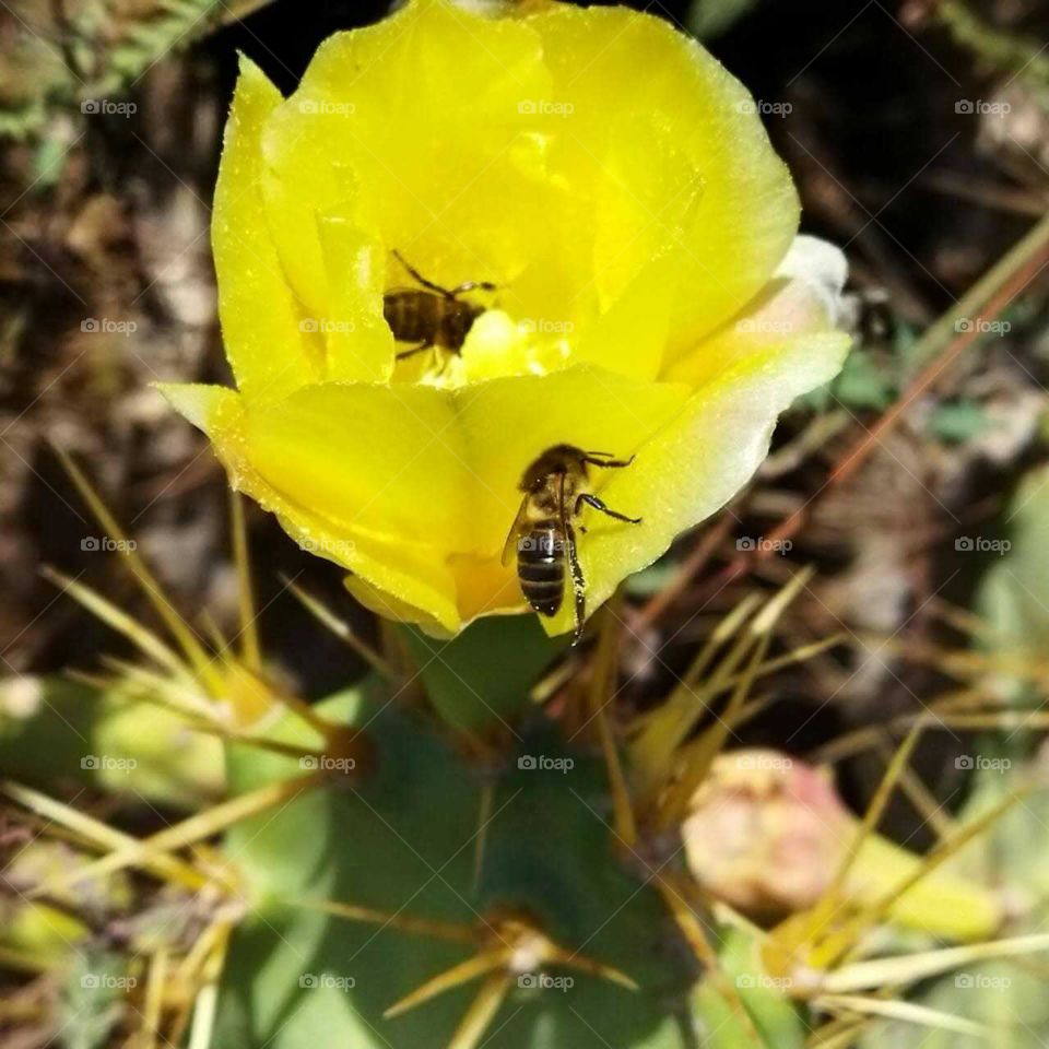 Beautiful bee on yellow cactus flower.