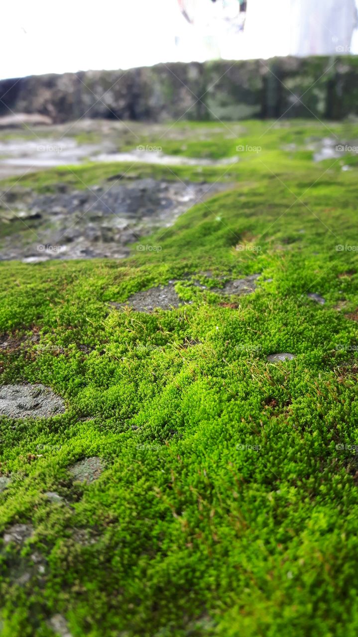 Microorganism grows anywhere like this moss that grows on the wall.