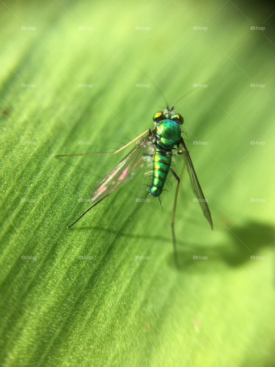 Green fly with shadow
