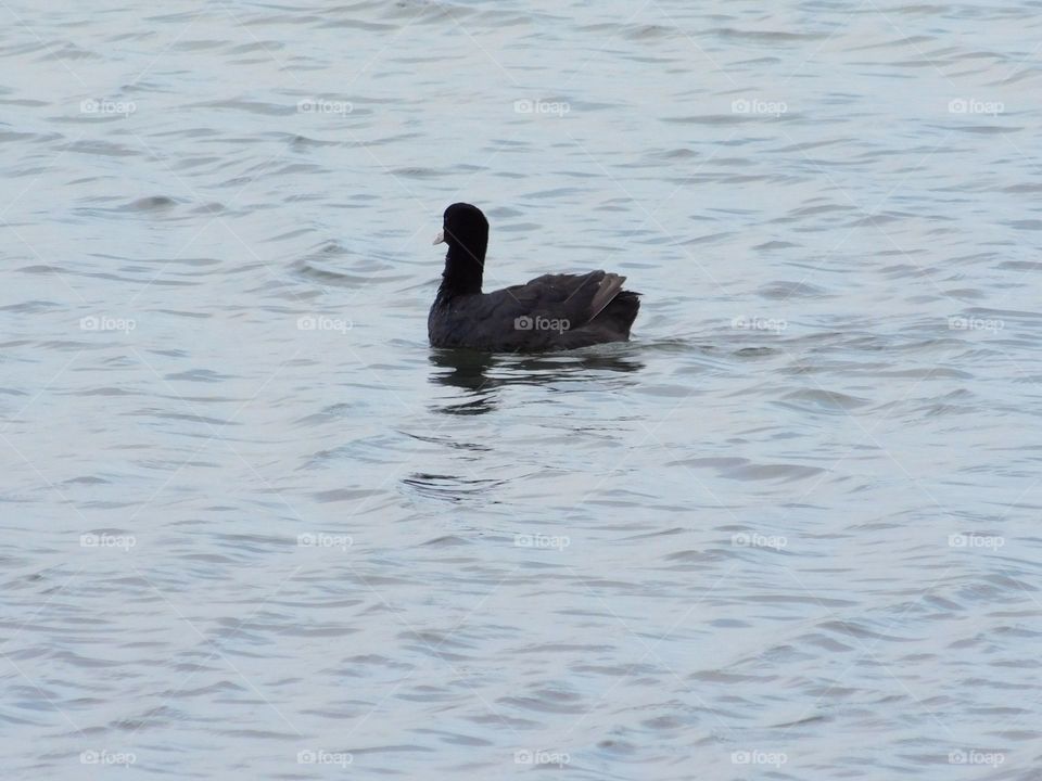 duck on lake