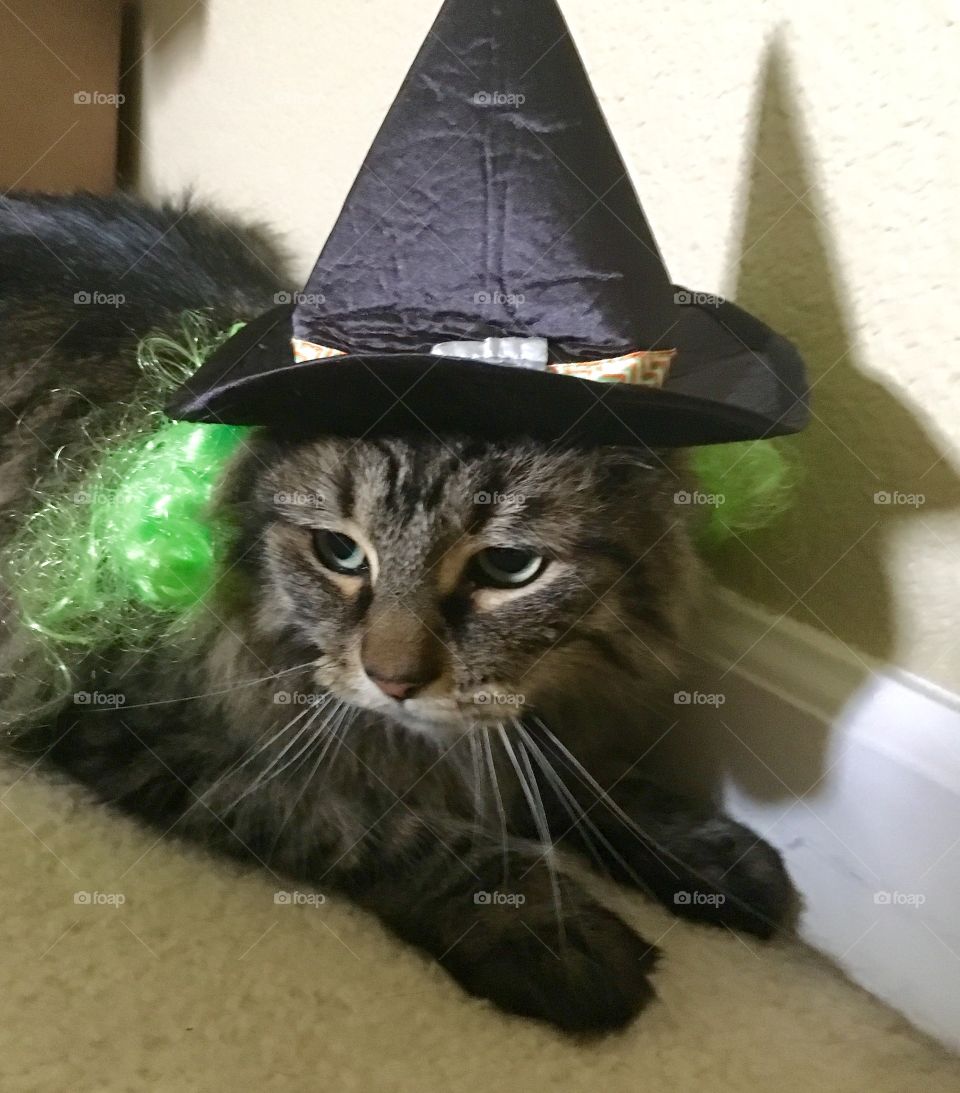 Tabby witch