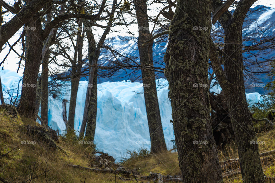 forest behind glacier