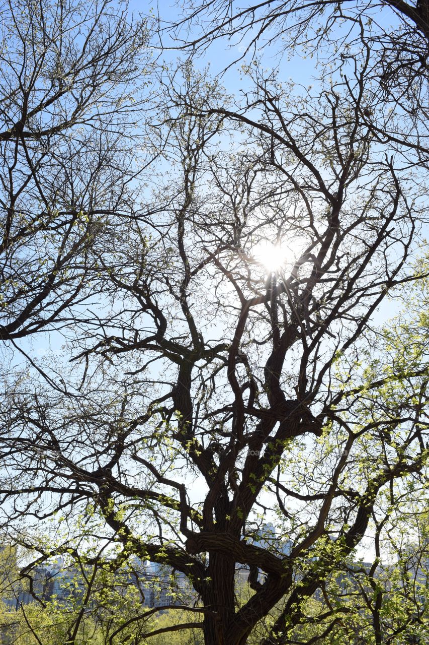 Tree branches in sun