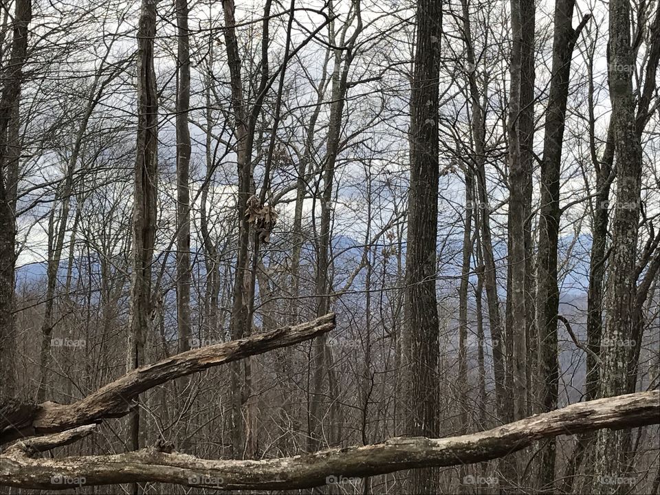 Tree, Wood, Landscape, Nature, No Person