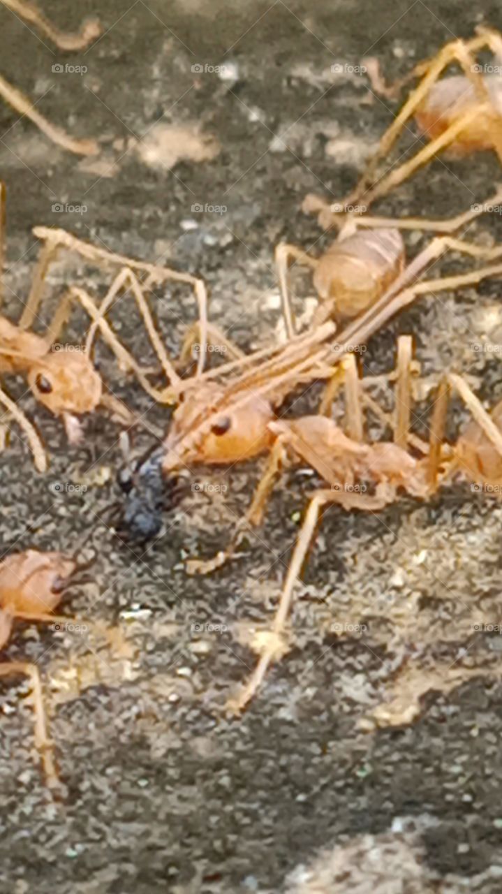 group of ant