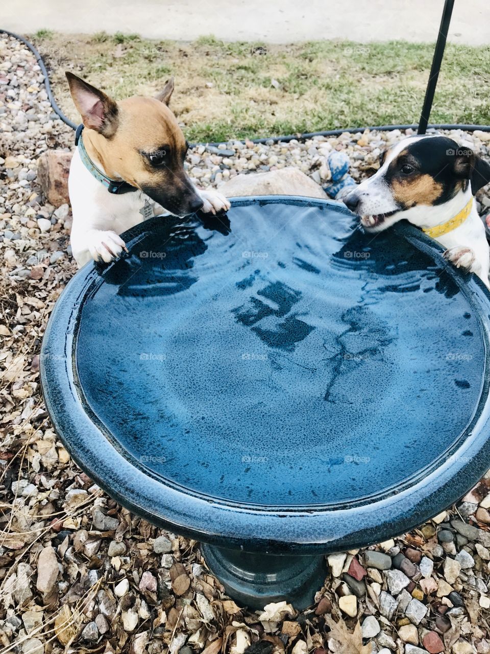Super darling photo of terrier dogs looking as sweet as ever drinking out of birdbath!! 