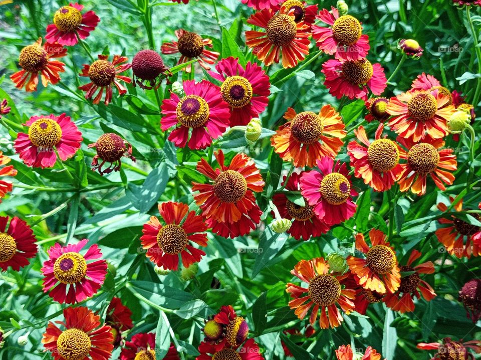 Helenium is a genus of annual and perennial herbaceous plants of the family Compositaceae