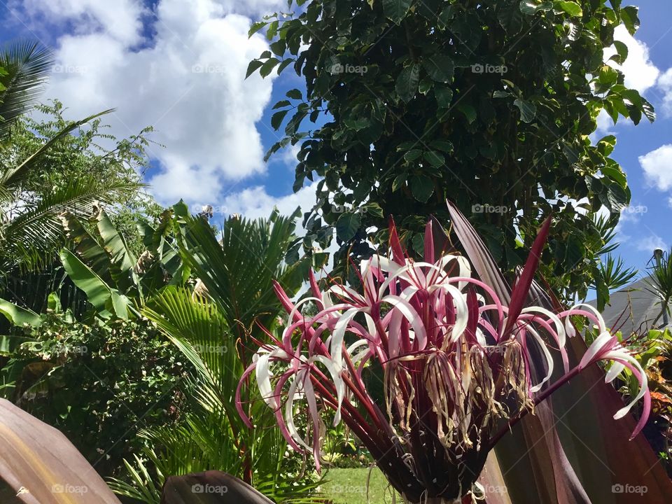 Hawaiian flora