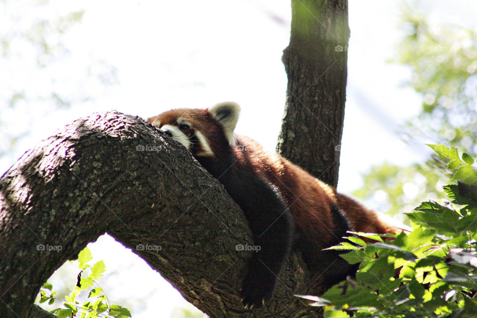 Red Panda