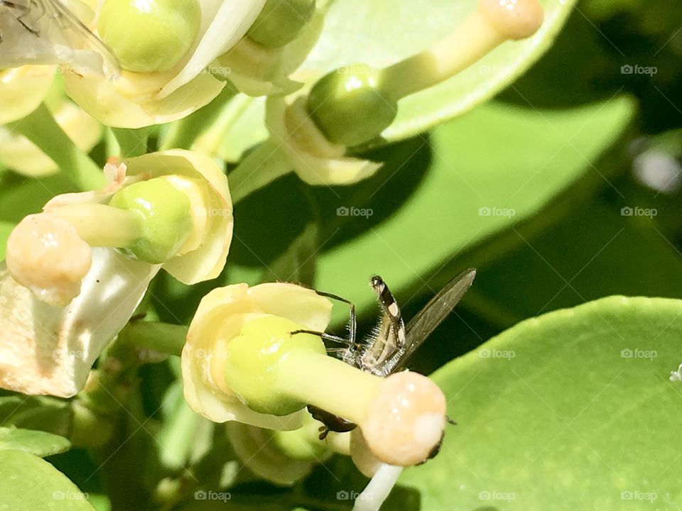 Australian bee burrowing into an orange blossom
For its nectar south Australia 