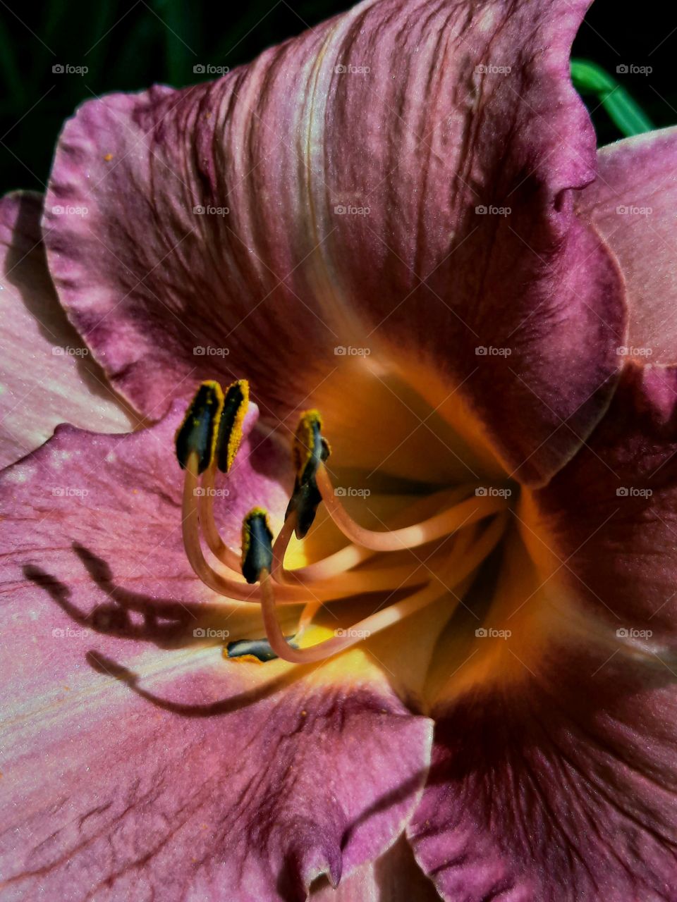 shadow of the anthers of the daylily flower