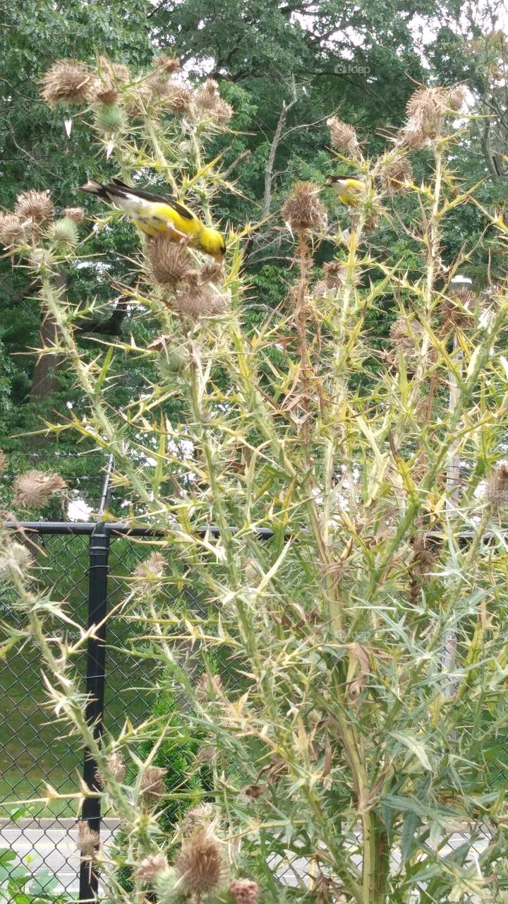 yellow finch 💛