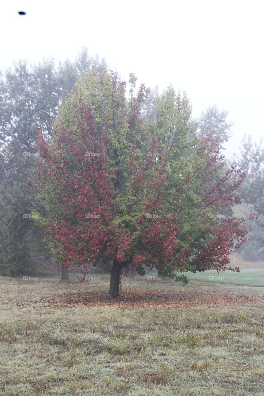 fall leaves on a foggy morning