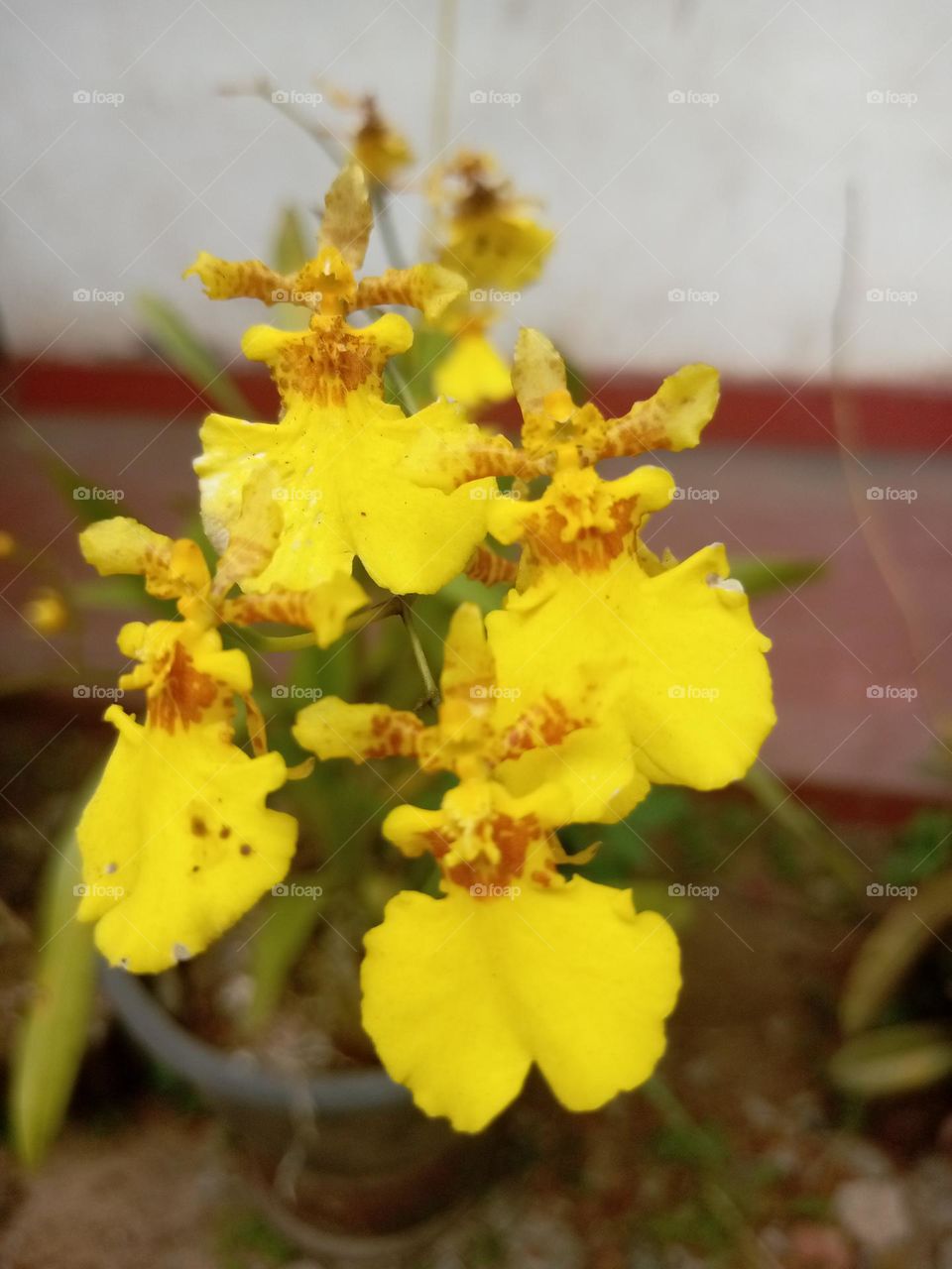 Oncidium flexuosum