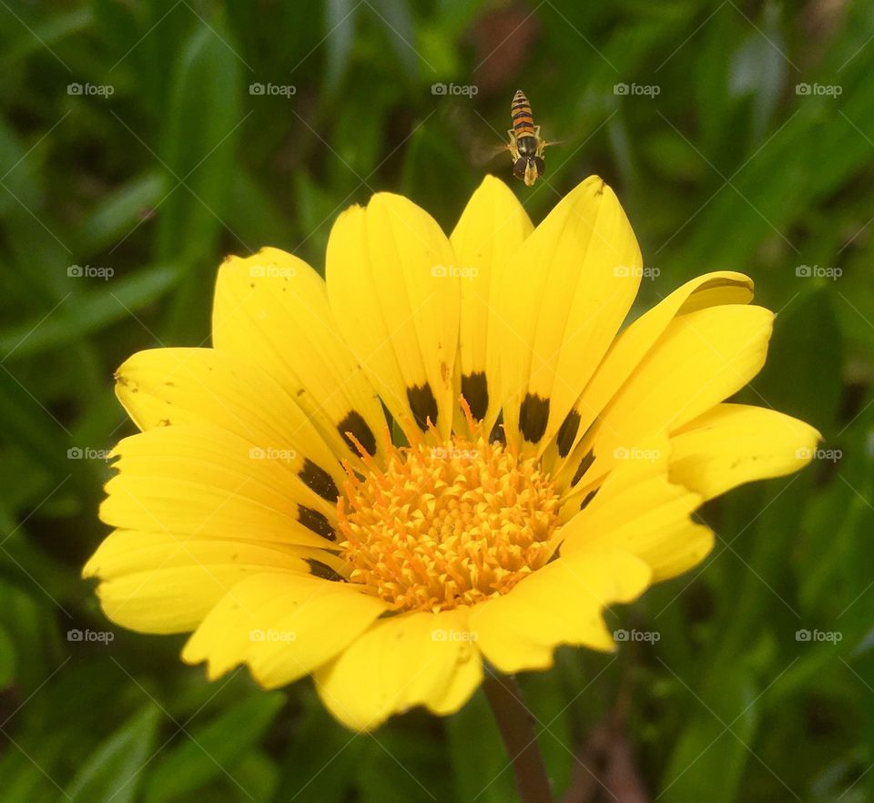 Spot bee