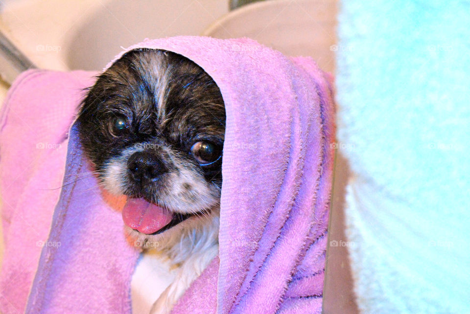 Happy Pekingese dog just had a refreshing bath with towel over head