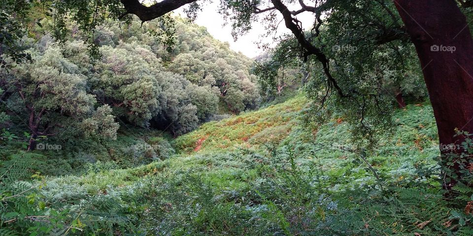 Algeria's hidden forest
