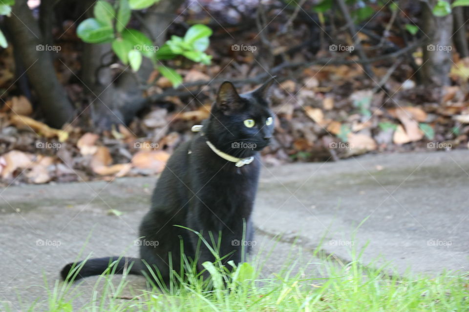 Green eyes cat