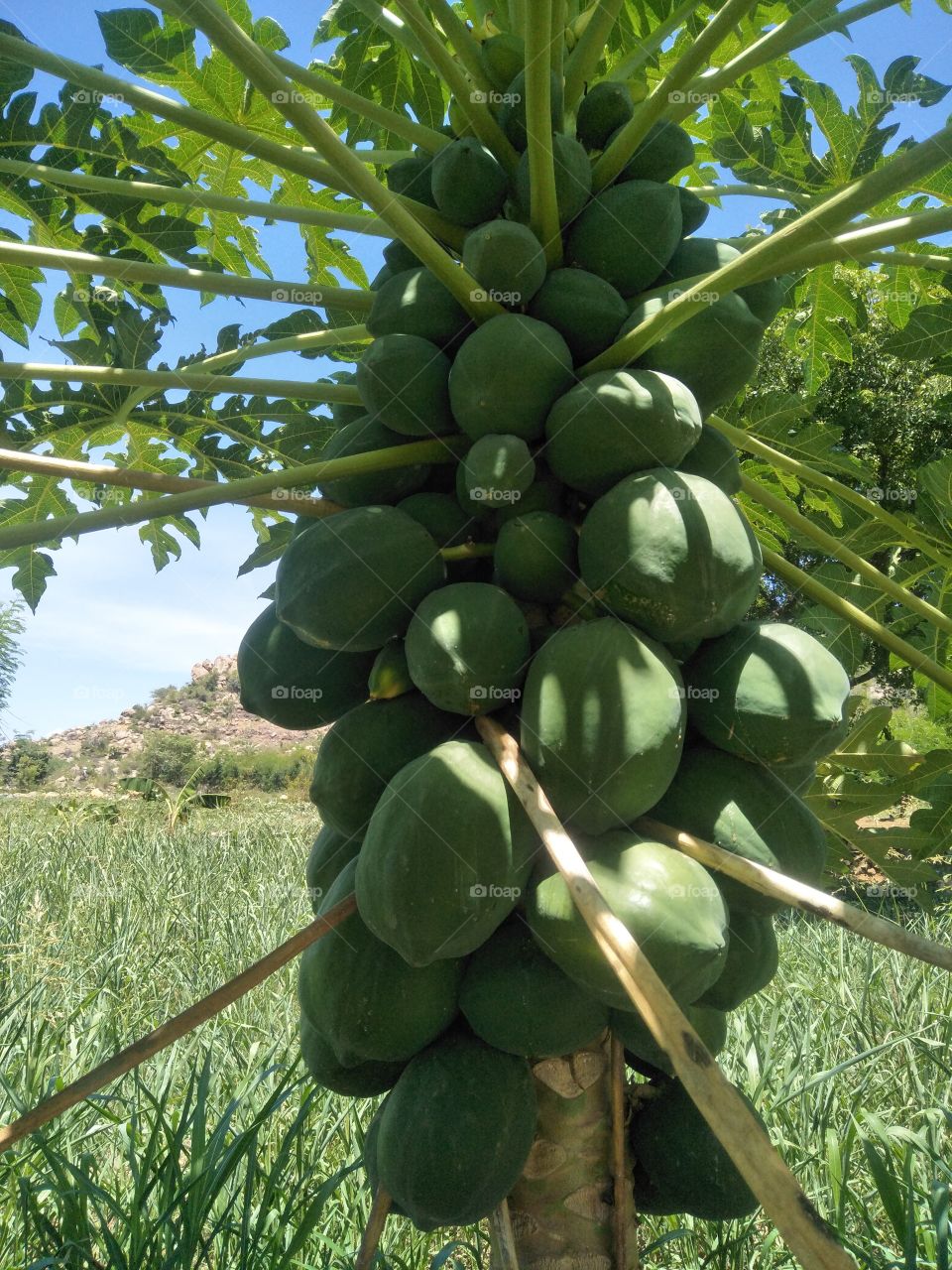 papaya tree