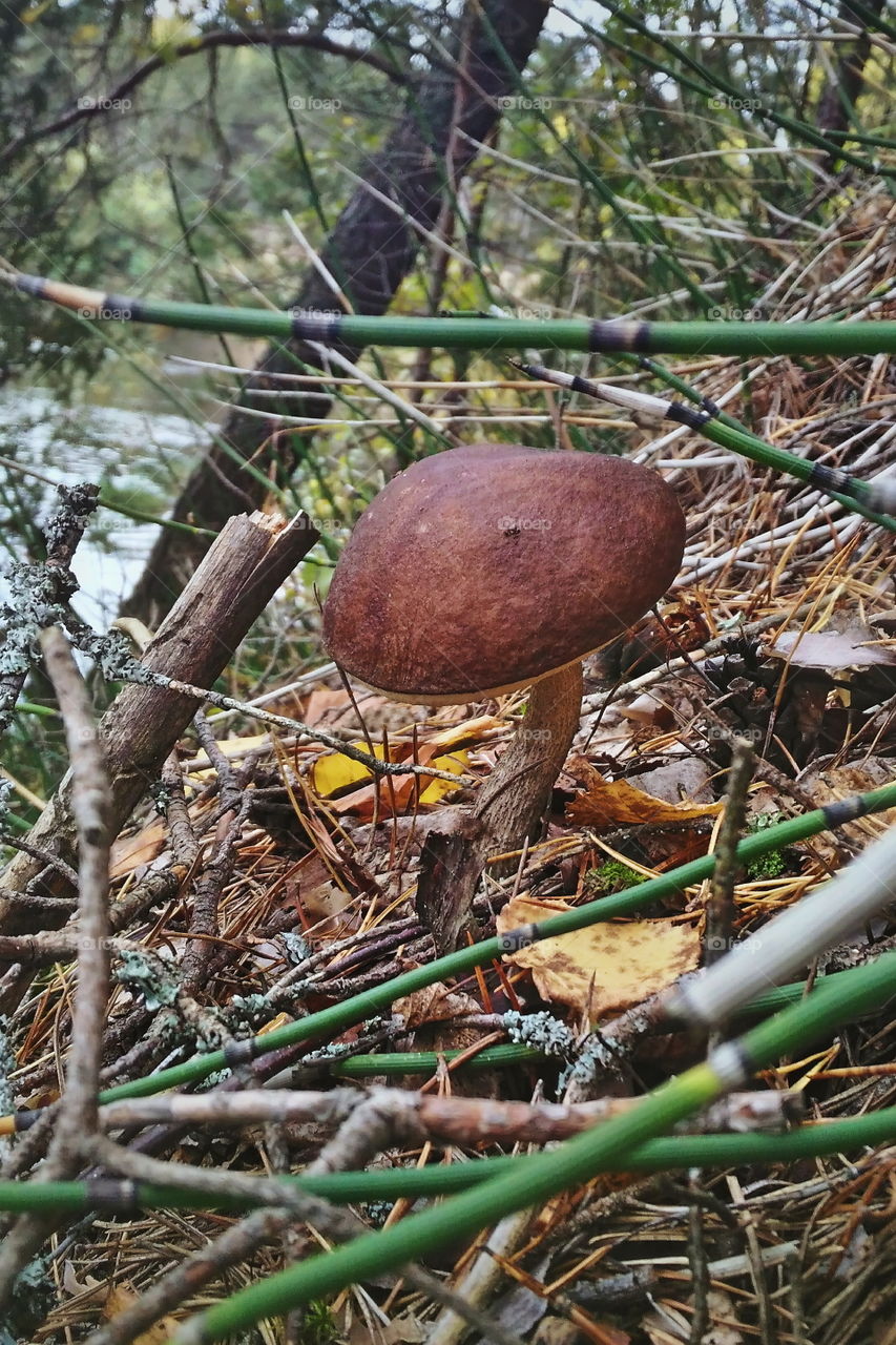 mushroom