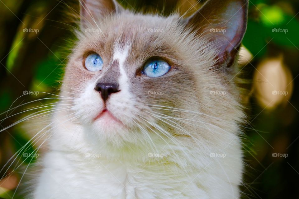 Ragdoll cat with blue eyes looking up headshot closeup