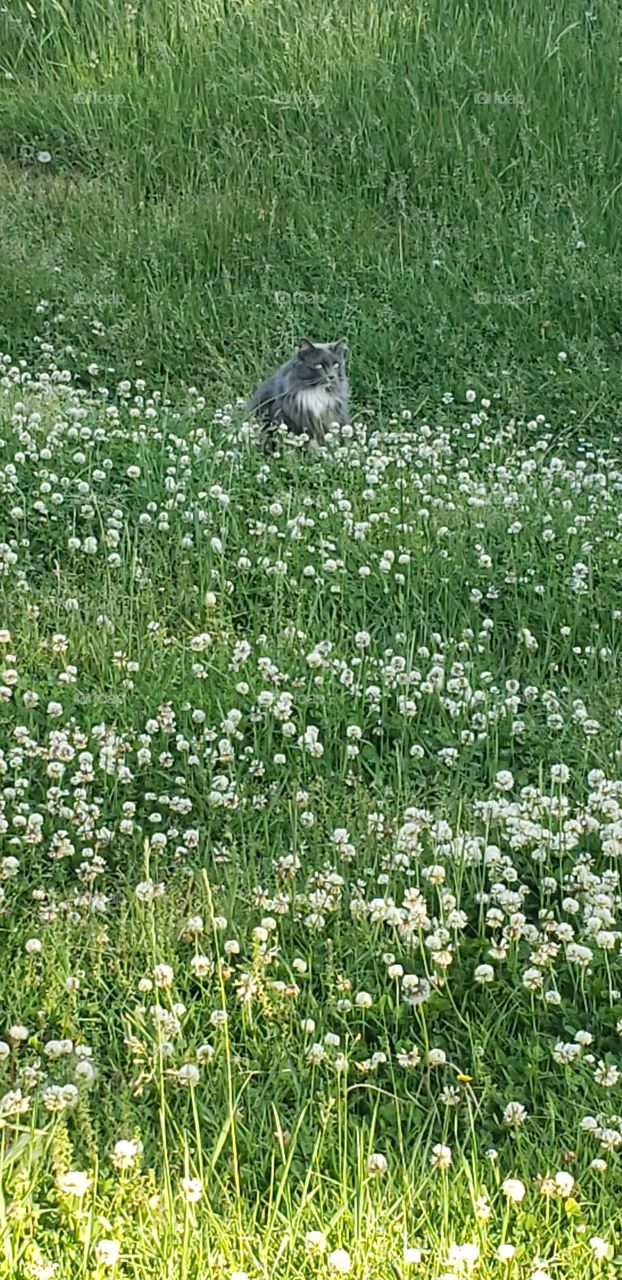 cat playing in high grass