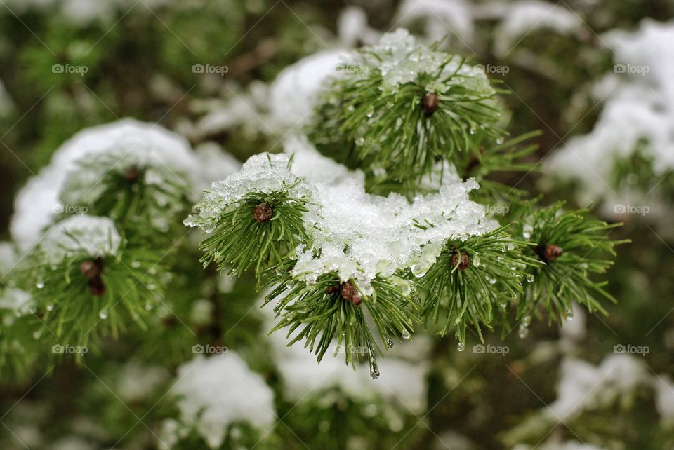 Close-up of snow on branch