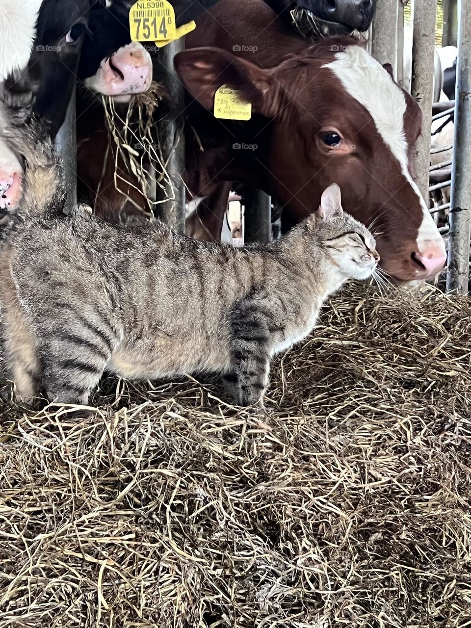 Cat and cow