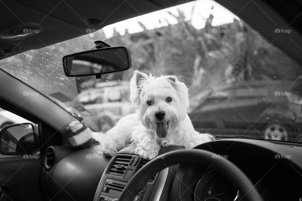 Westie waiting on the car console
