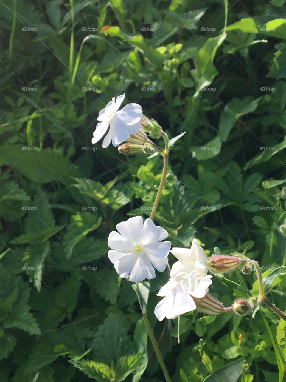 White wild flowers in meadow as Silene vulgaris