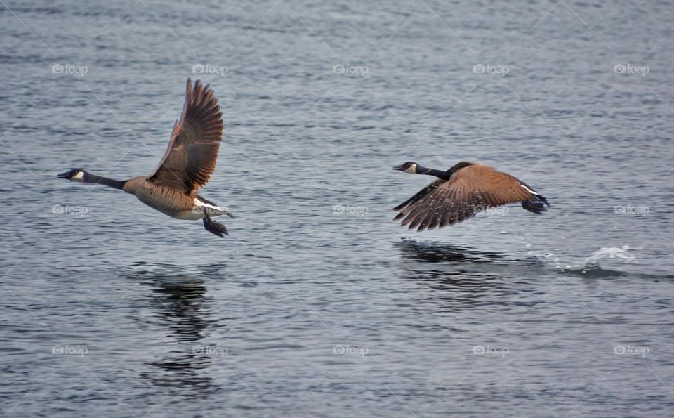 Canada Geese take flight