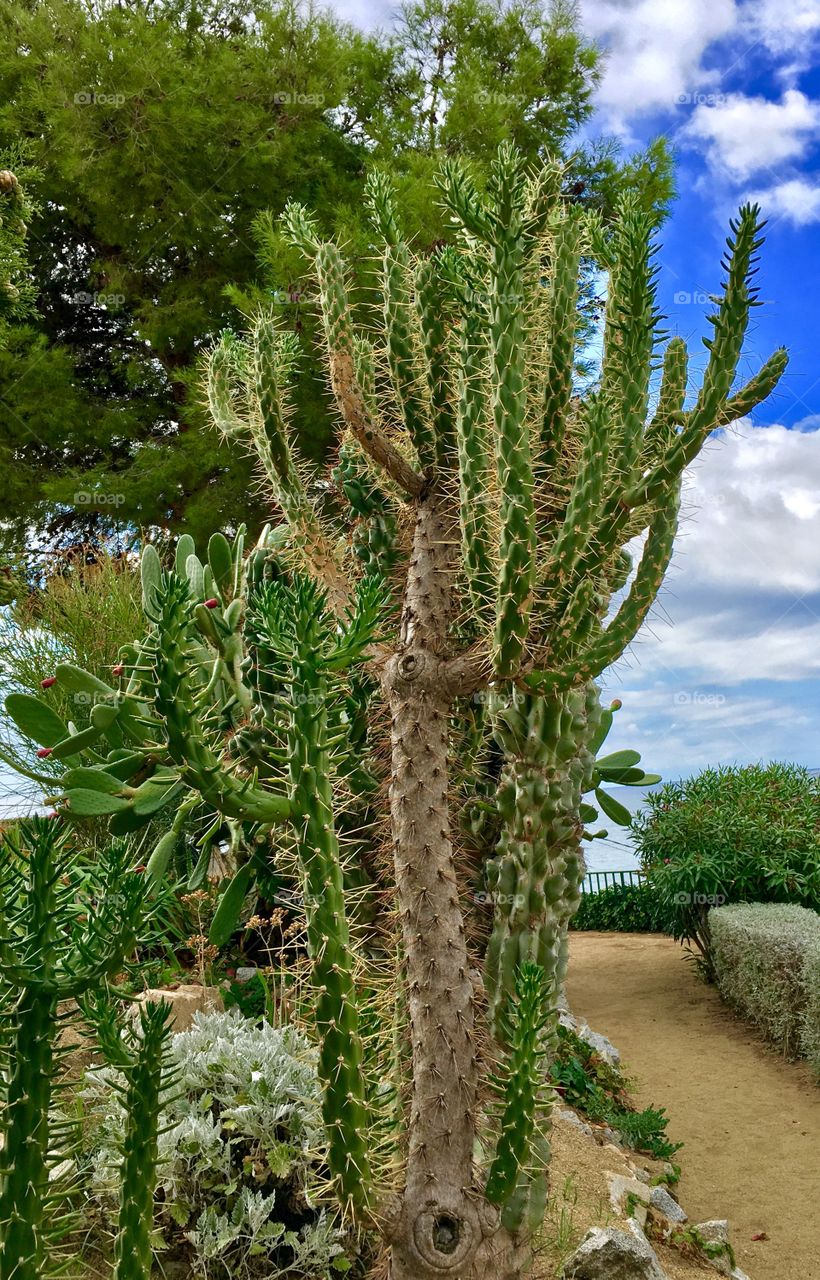 Cactus 🌵 
Calella, Spain 🇪🇸 
